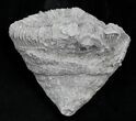 Fossil Horn Coral (Placosmilia) - Cretaceous #25599-1